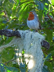 Tenerife Robin - Erithacus rubecula superbus © John Muddeman